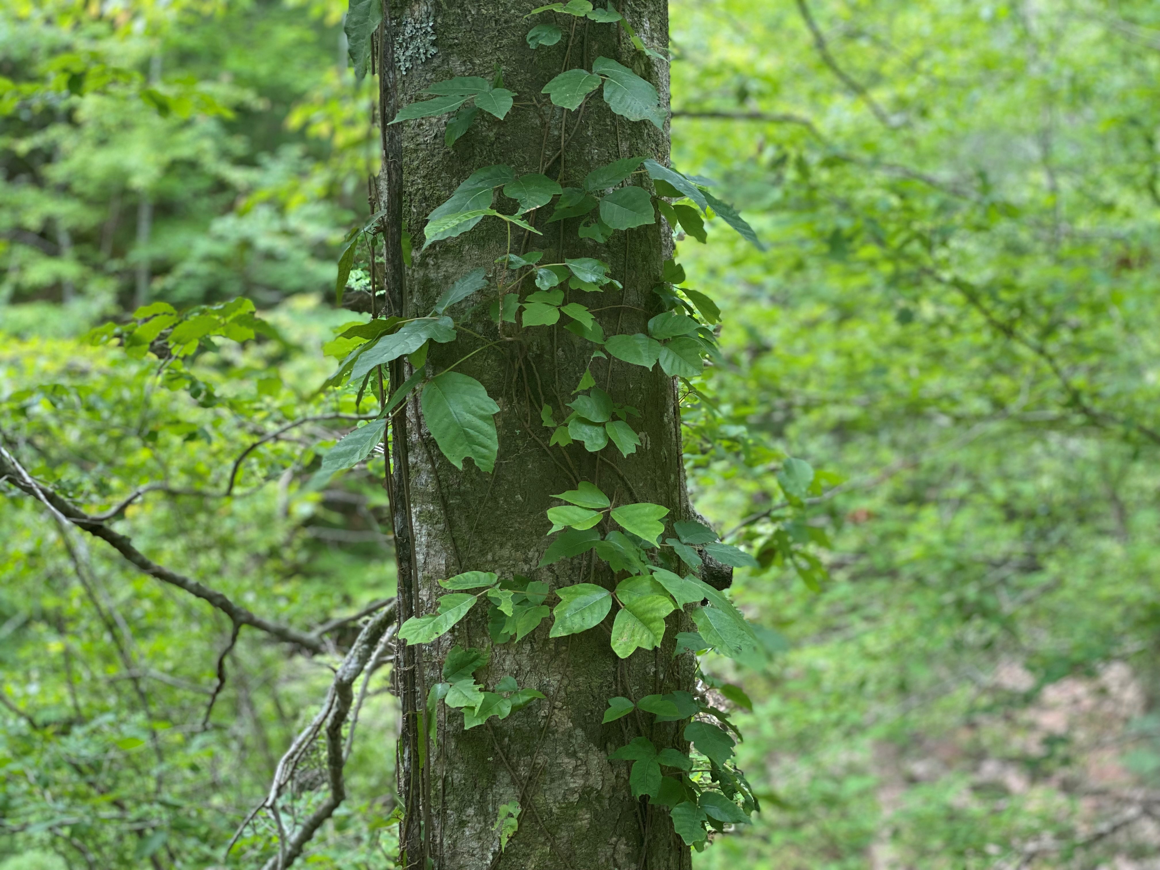 Leaves of three, let it be